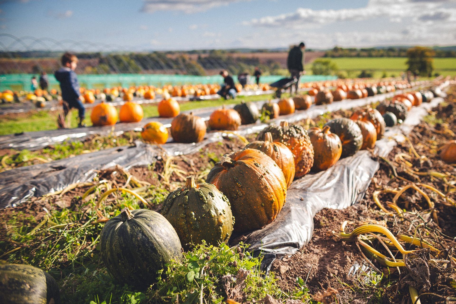 Group visiting a San Diego pumpkin patch during fall season