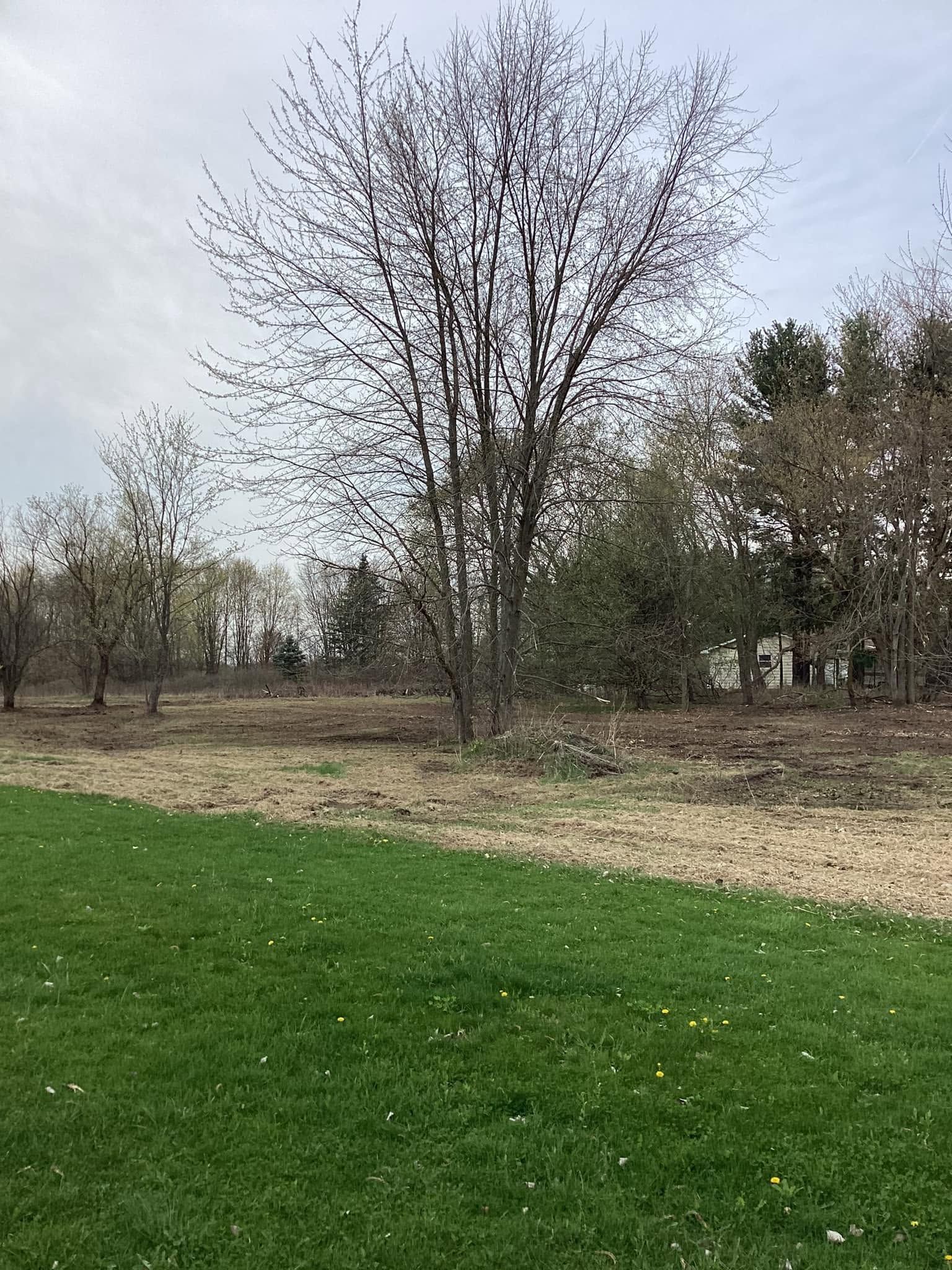 Grassy field with bare trees and shrubs under an overcast sky