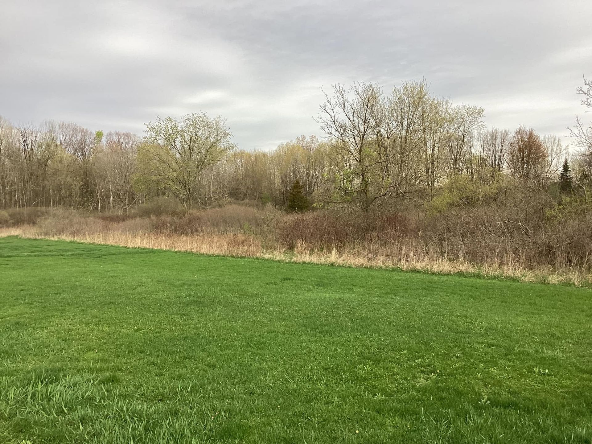 Green field with a line of leafless trees and shrubs under a cloudy sky