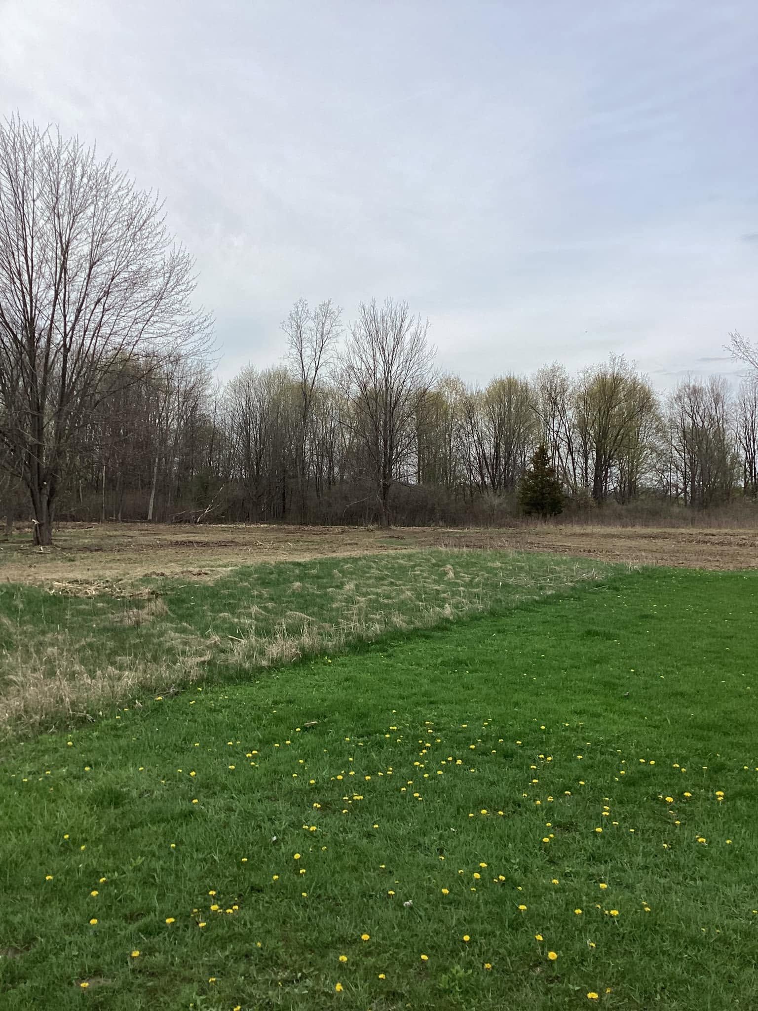 Grassy field beside a line of leafless trees under an overcast sky