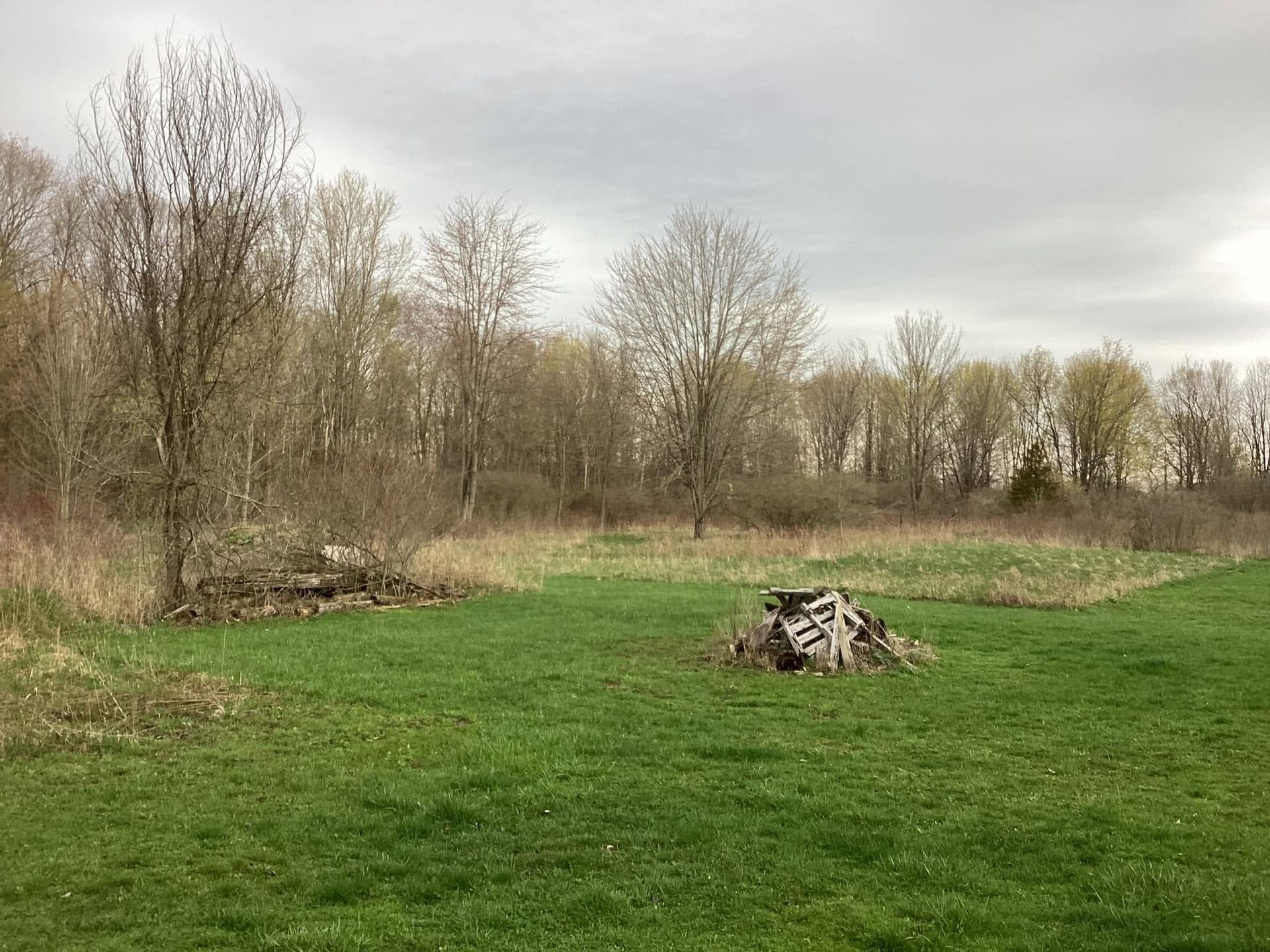 Grassy field with leafless trees under a cloudy sky and a small pile of branches in the foreground
