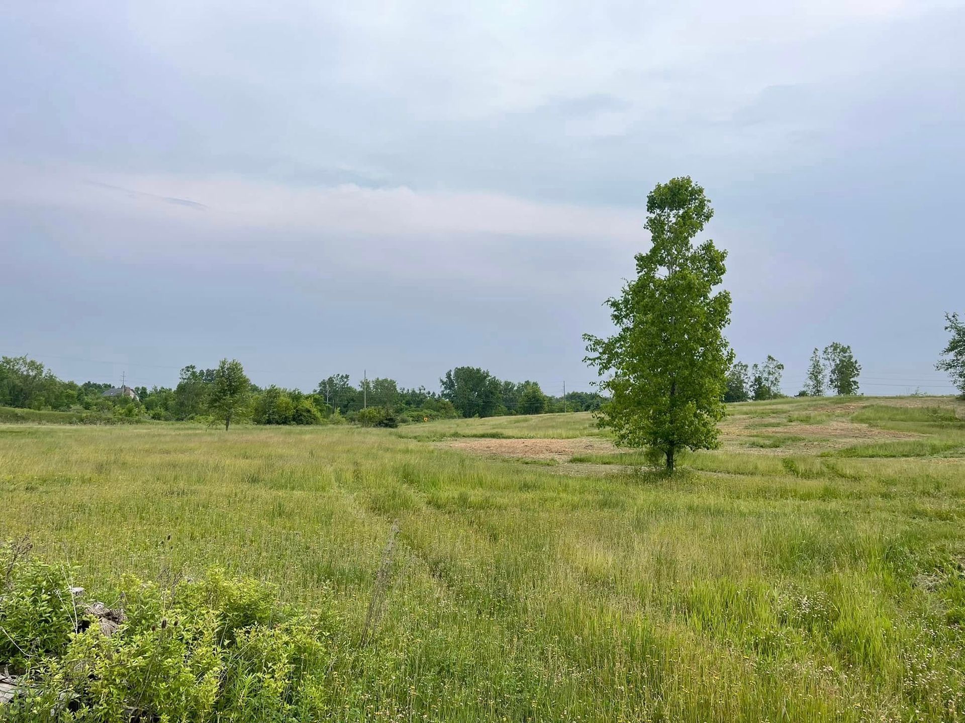Open grassy field with a lone tree under a cloudy sky