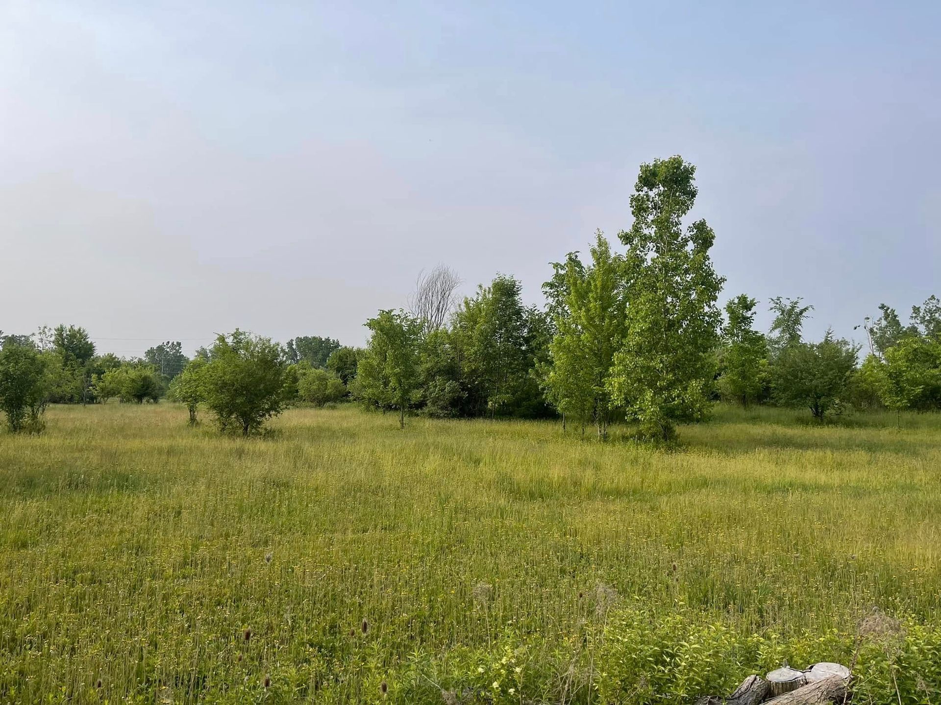 Grassy field with scattered green trees under a pale sky; a small white dog lies in the foreground.