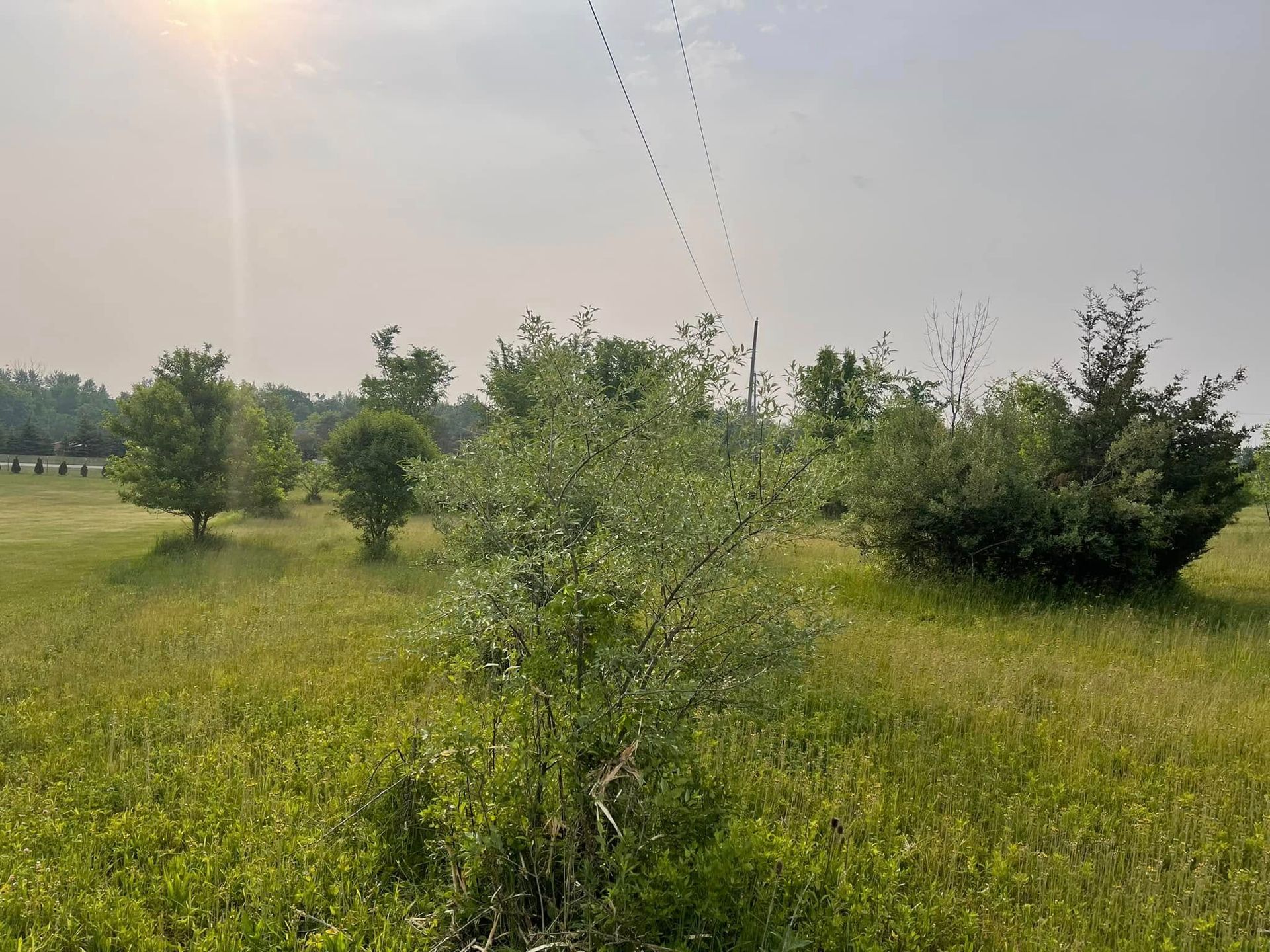 Grassy field with scattered young trees and shrubs under a hazy sky