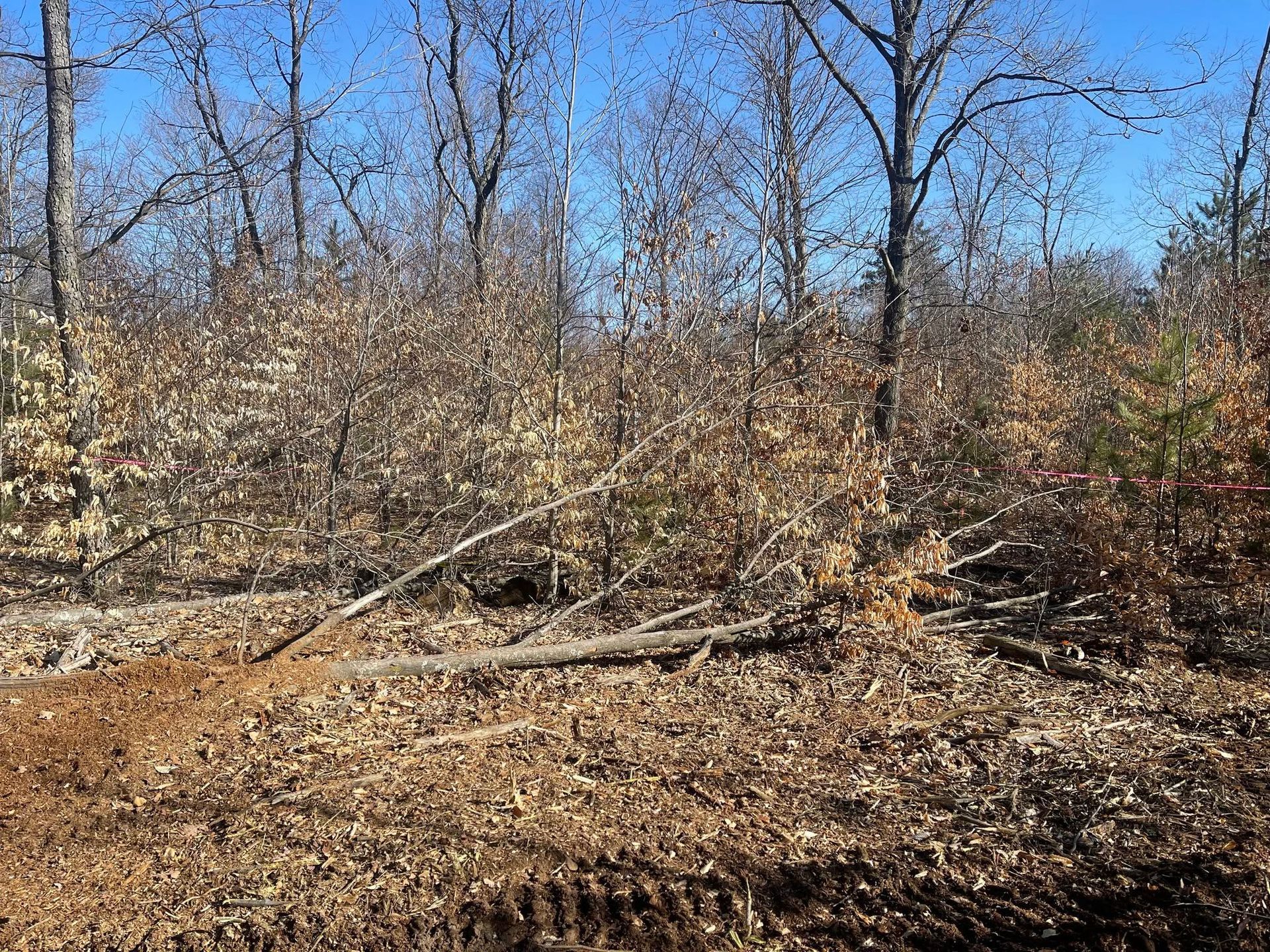 Leafless wooded area with fallen branches and dry underbrush under a clear blue sky