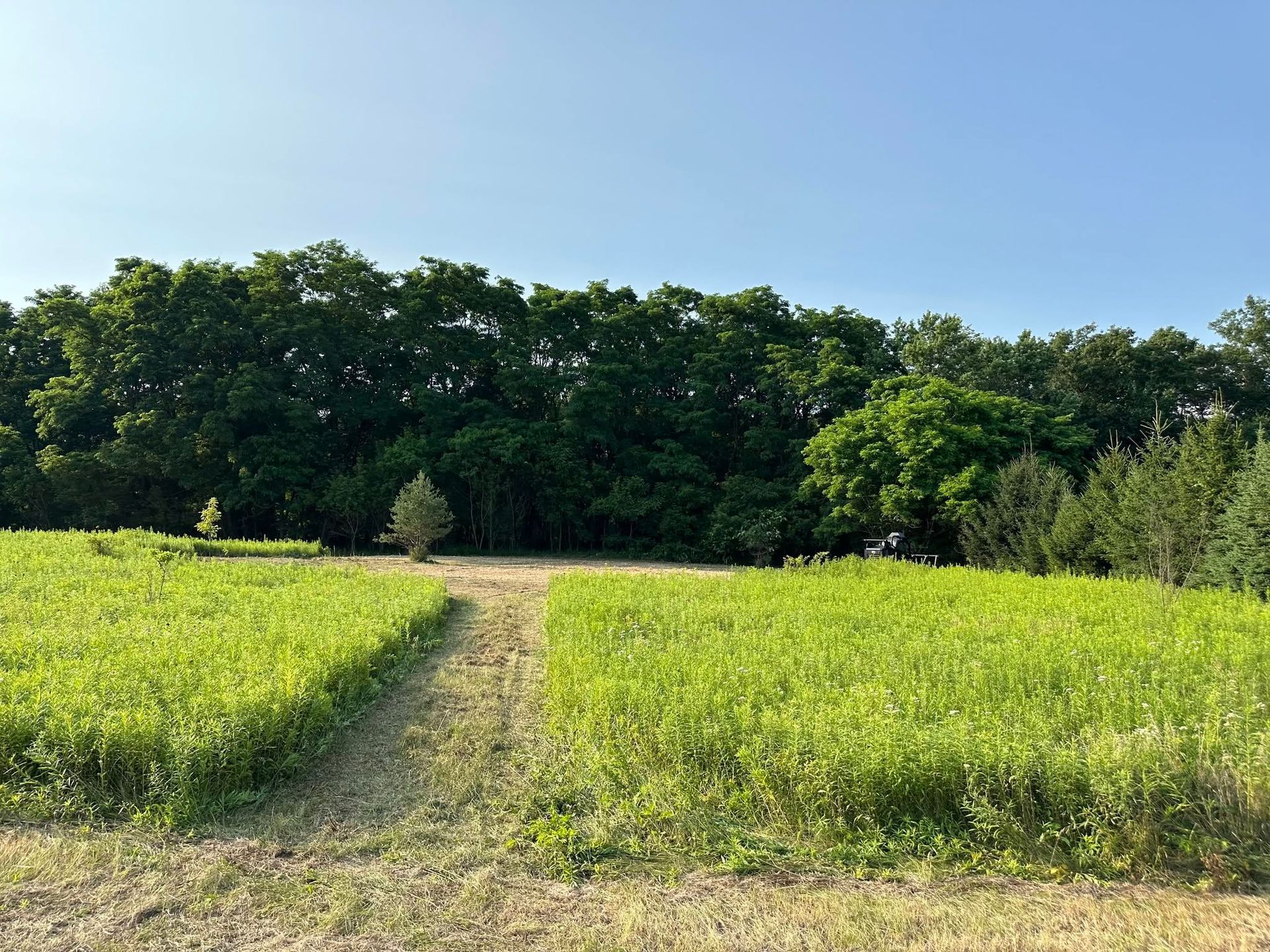 Grassy path through bright green field leading to a dense tree line under a clear blue sky