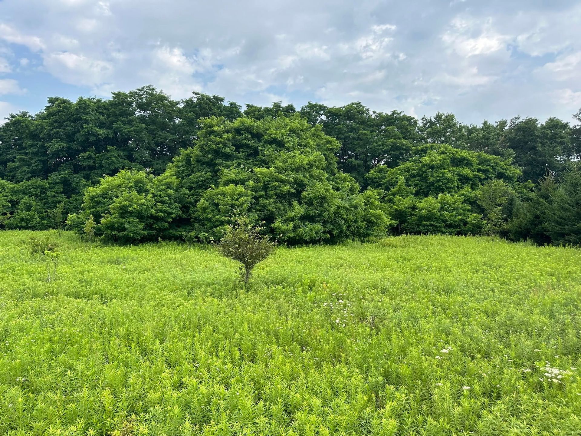 Lone tree in a bright green meadow with dense forest and cloudy sky in the background