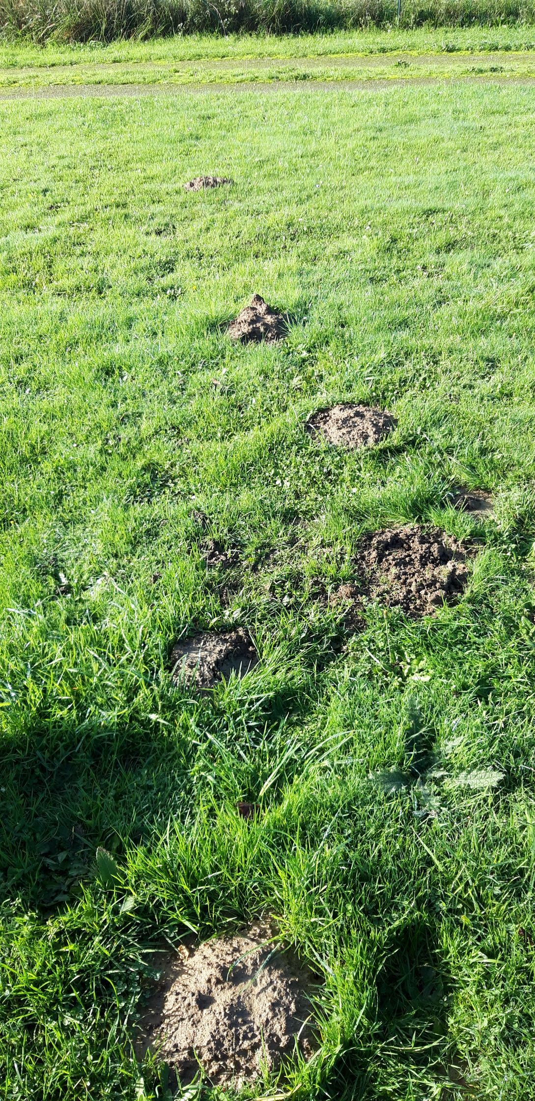 Un champ d'herbe avec beaucoup de traces de taupes.