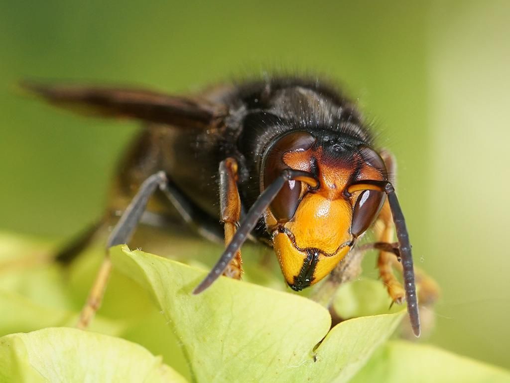 Frelon en Eure-et-Loir