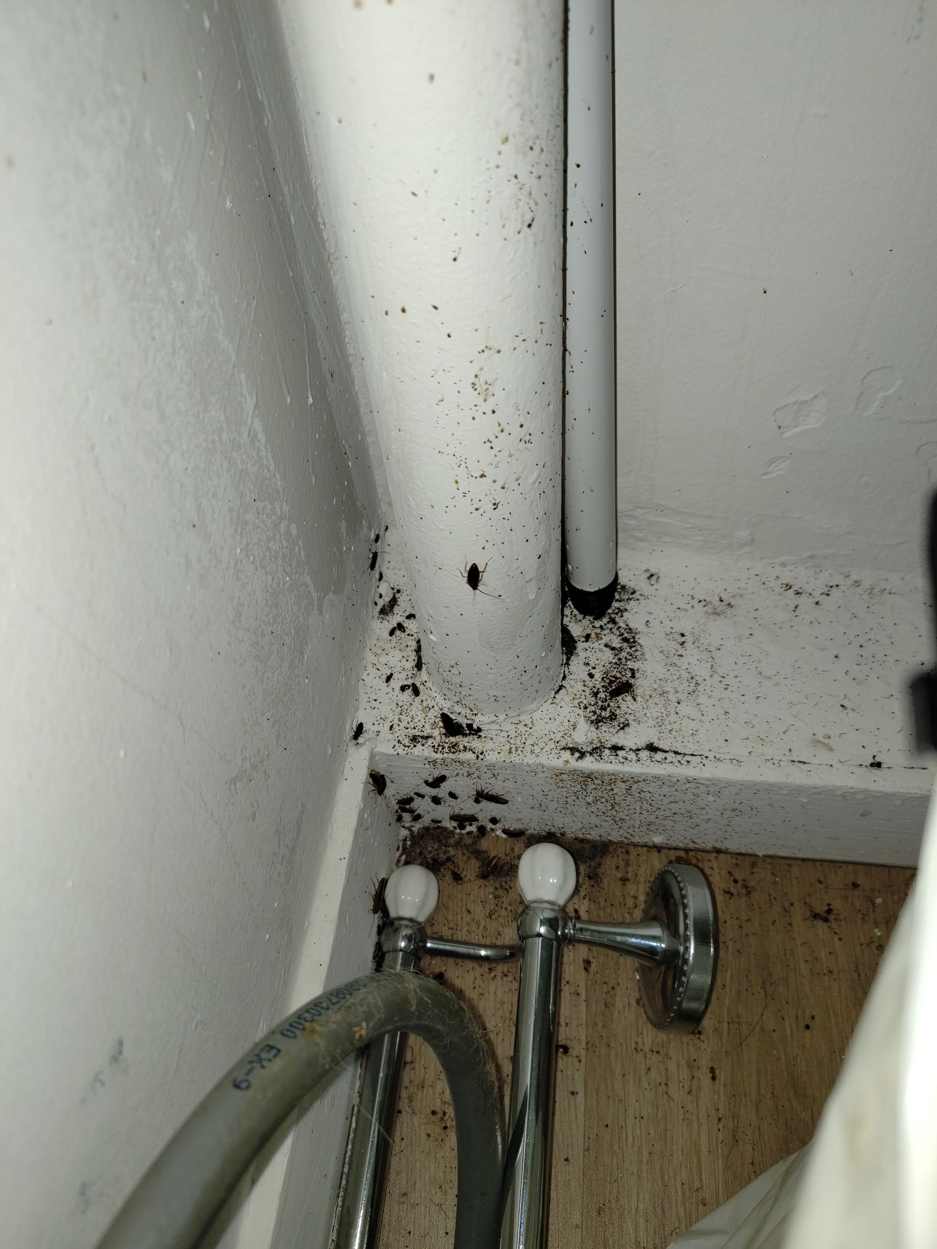 Infestation de cafards dans un logement 