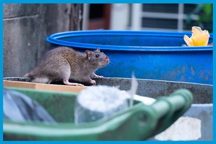 Rats à proximité d'un immeuble résidentiel dans l'Eure et l'Eure-et-Loir