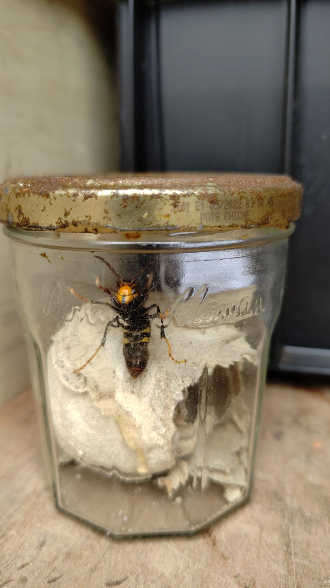 Reine capturée lors d'un construction d'un nid de frelons asiatiques
