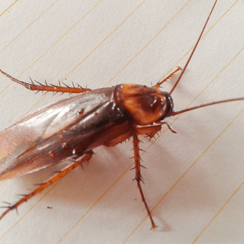 Photo d'une blatte germanique dans une cuisine, typique des infestations domestiques dans l'Eure et l'Eure-et-Loir.