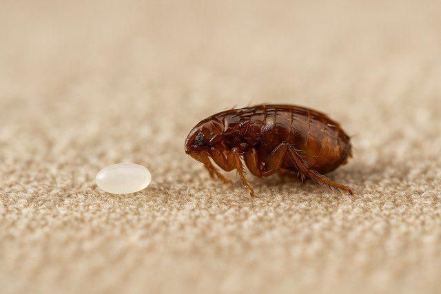 Image d'une puce et d'un oeuf