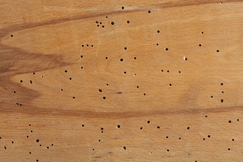 Les insectes xylpohages peuvent fragiliser vos charpentes