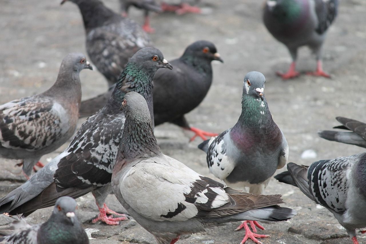 Pigeons de villes - Dégâts et solutions professionnelles - NGAN Eure & Eure-et-Loir