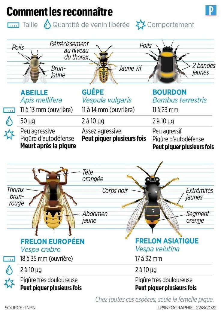Reconnaitre les abeilles, guêpes et frelons pour mieux les traiter - NGAN Eure & Eure-et-Loir