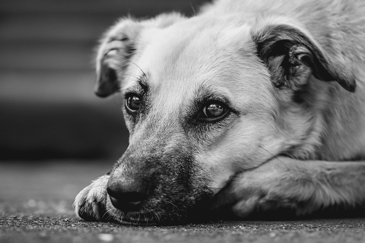 Infestation de puces sur votre chien, comment les repérer ? 