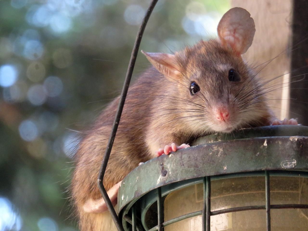 Rat à l'entrée d'un restaurant