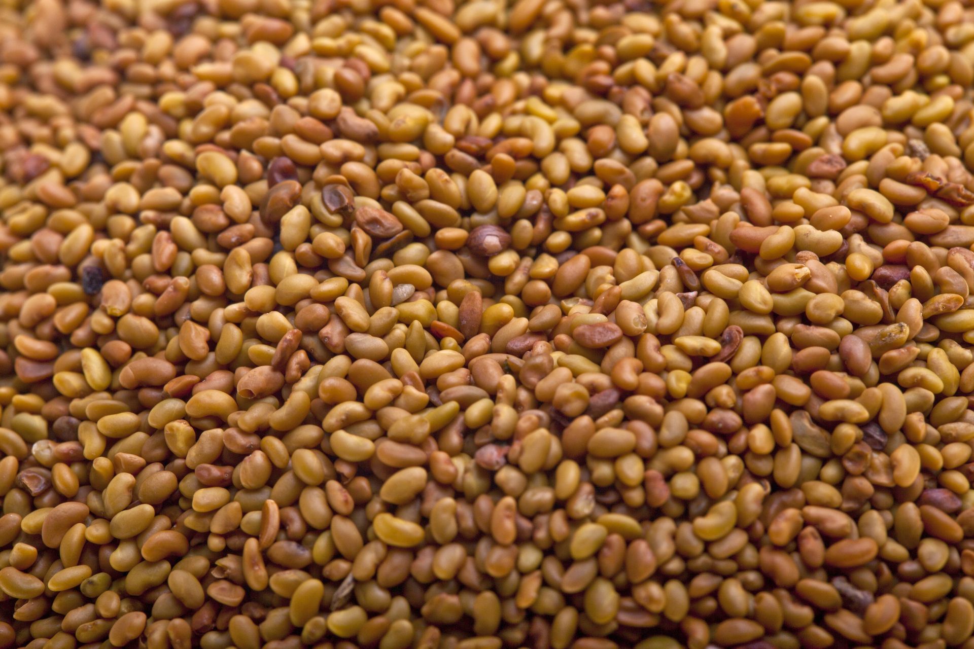 Primo piano di un mucchio di piccoli semi marroni che riempiono l'inquadratura.