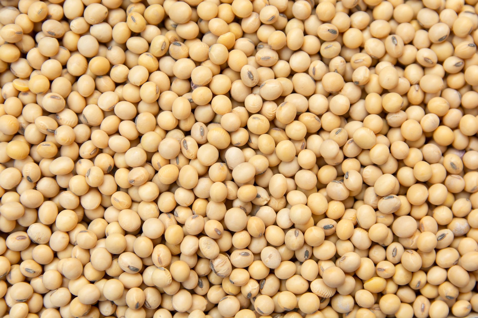 Primo piano di una miscela di semi e cereali nei colori beige, arancione, nero e bianco.
