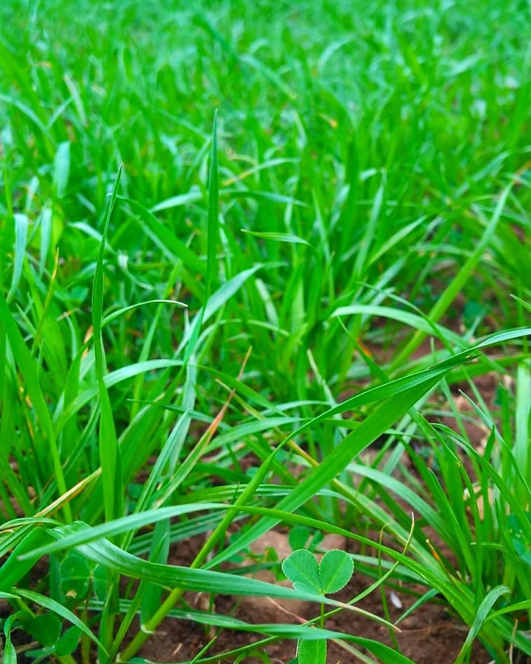 Primo piano di rigogliosi fili d'erba verde e piccole piante che crescono nel terreno