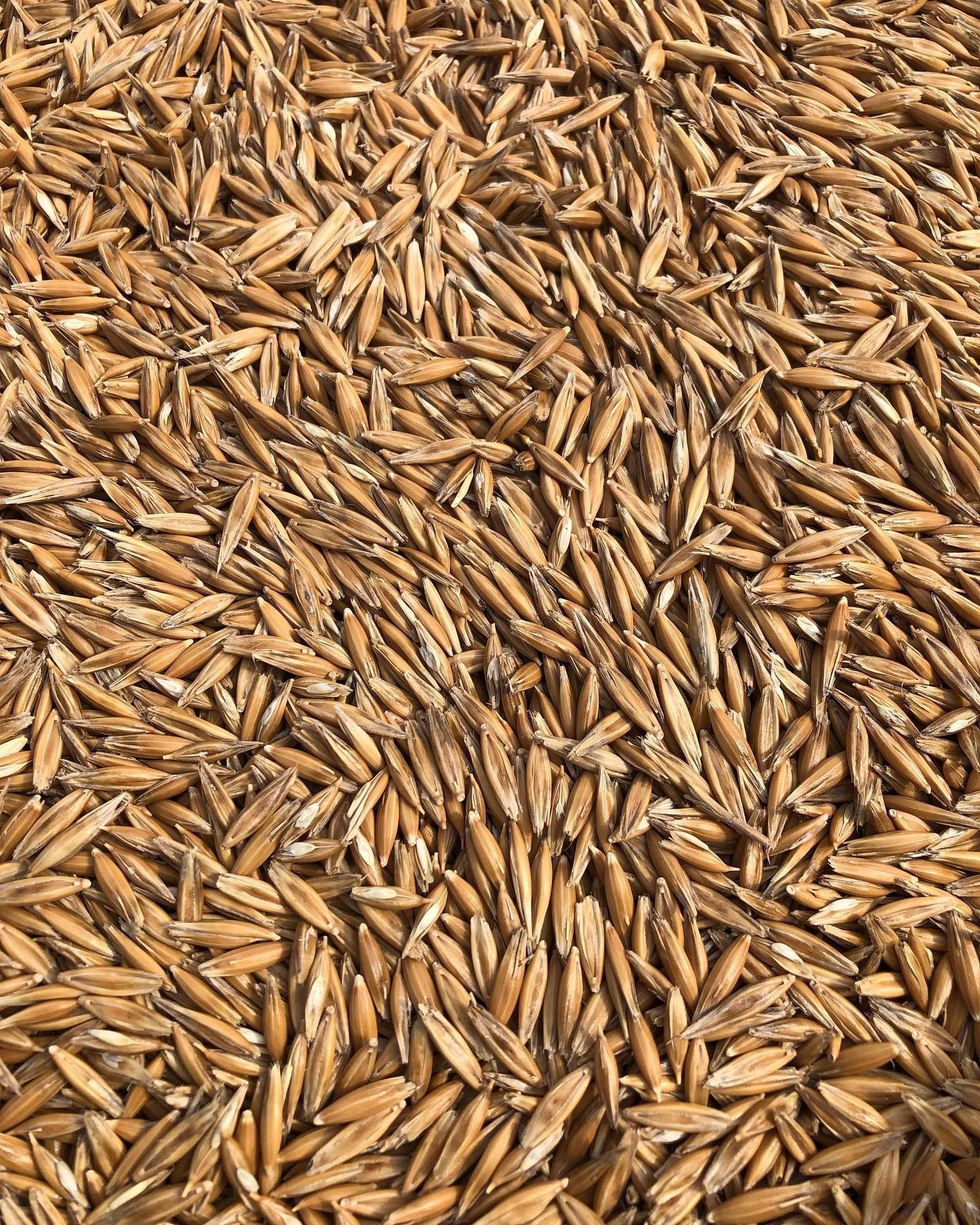 Primo piano di un mucchio di chicchi di grano color marrone dorato che riempiono l'inquadratura.