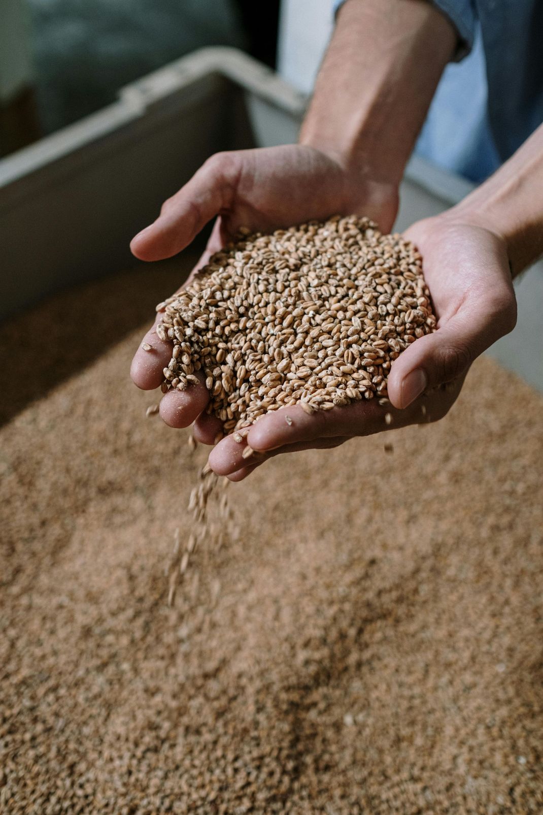 Mani che sorreggono un mucchio di grano sopra un cumulo più grande di chicchi di frumento