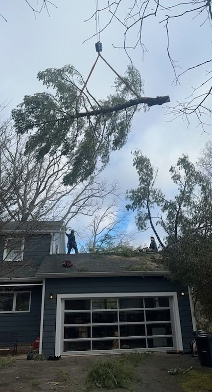 Broken tree branch suspended by a rope above a house and driveway after storm damage