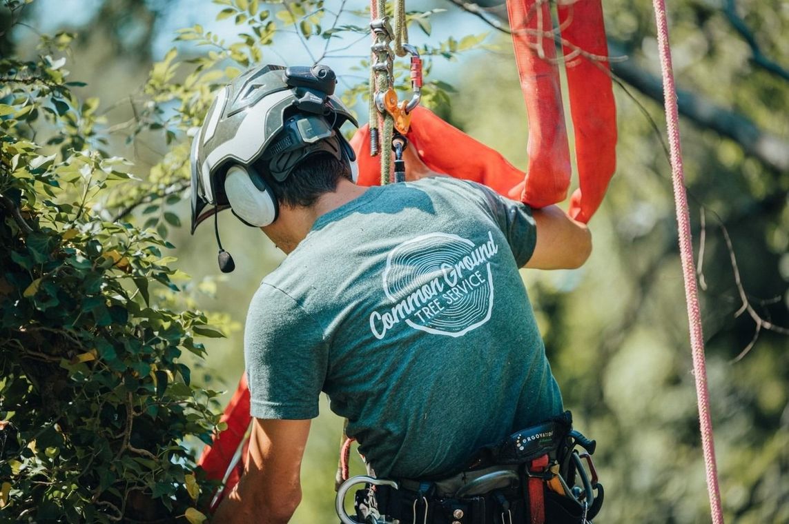 Climber in a helmet and harness attached to red ropes, working among tree branches outdoors.