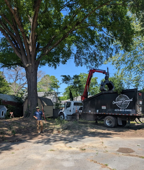 Tree-lined street with truck-mounted debris loader collecting yard waste beside a large tree and house