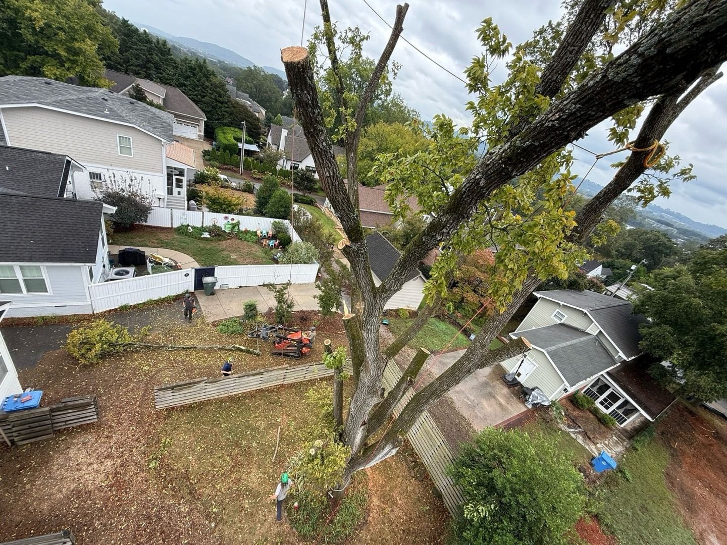 Tree in a suburban backyard with houses, patio, and landscaping on a hillside
