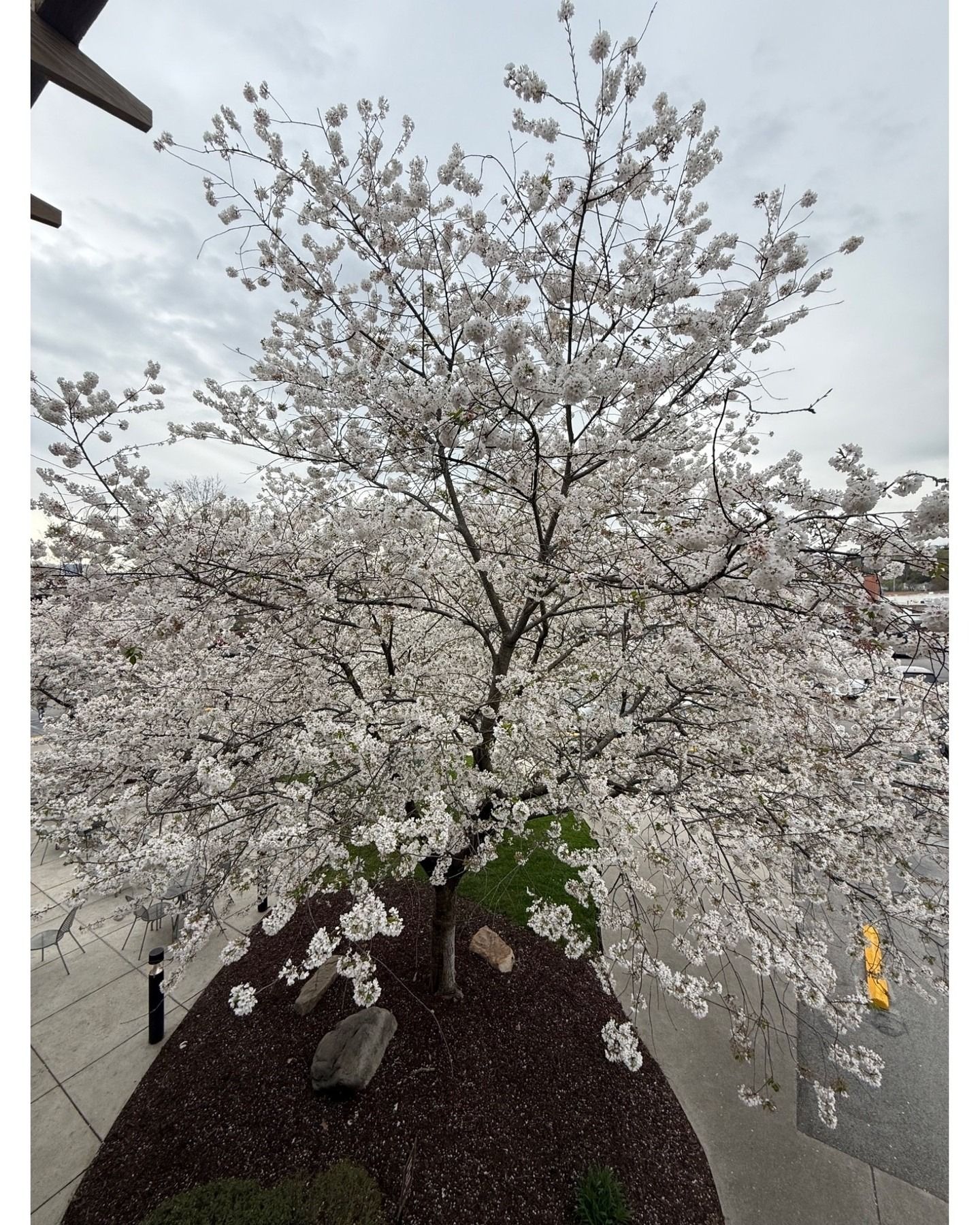 White flowering tree in bloom beside a sidewalk and road on an overcast day