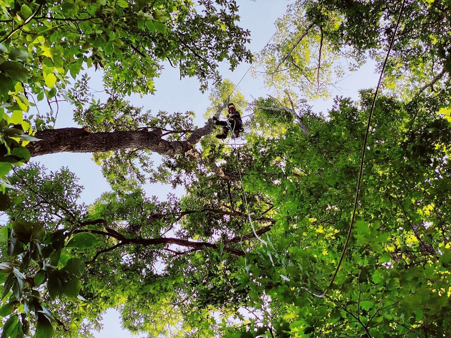 Looking up through green tree branches and leaves against a bright sky