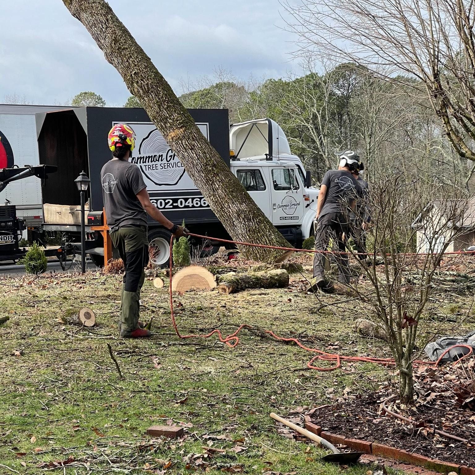 Two workers clearing fallen tree debris beside parked trucks on a yard or roadside