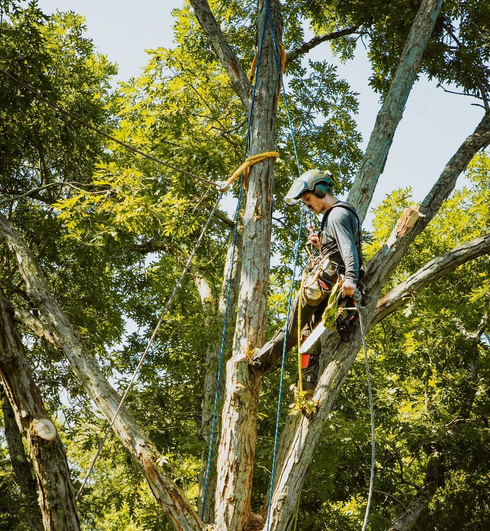 Tree worker in a helmet and harness trimming branches high in a leafy tree