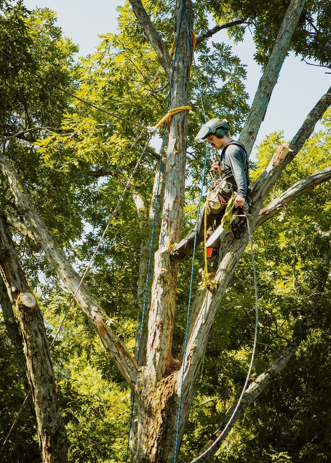 Arborist wearing safety gear climbing a tree among green foliage using ropes and a harness
