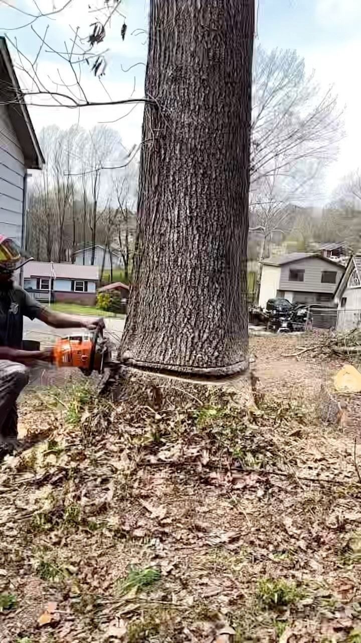 Tree trunk in a yard with a worker using a chainsaw near the base, branches and leaves scattered around.