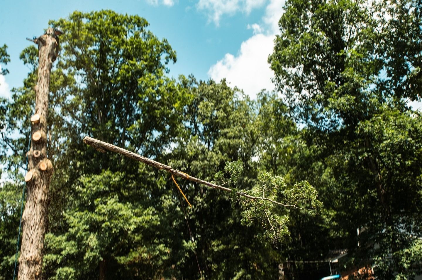 Tall tree trunk with a diagonal branch amid dense green trees under a blue sky.
