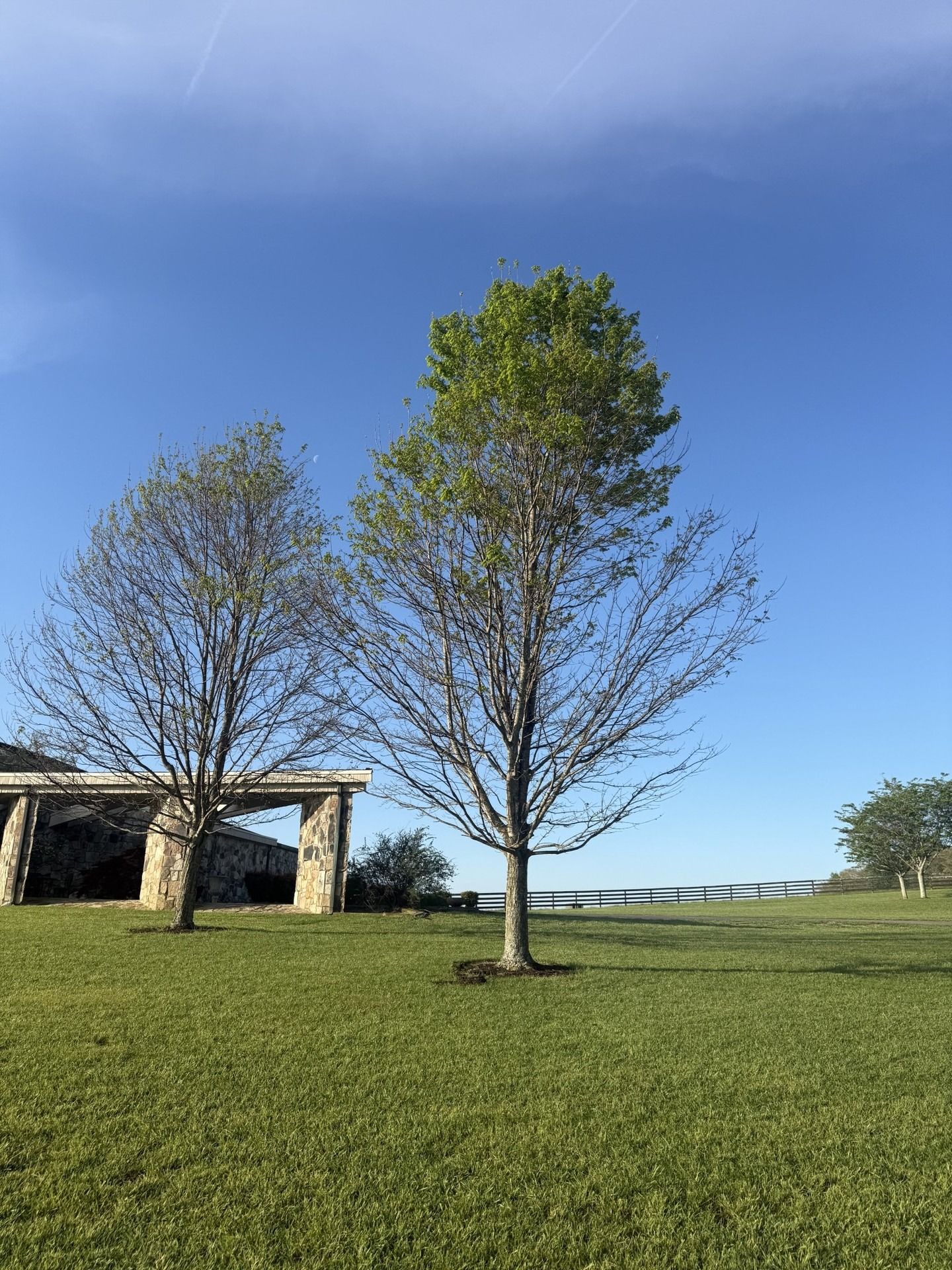 Trees on a grassy hill under a clear blue sky, with a small stone structure on the left.