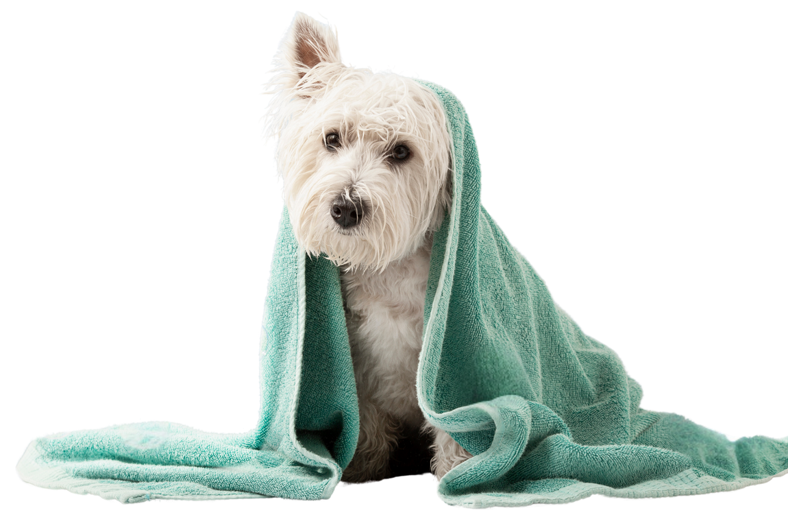 White dog wrapped in a teal towel after a bath, looking at the viewer.