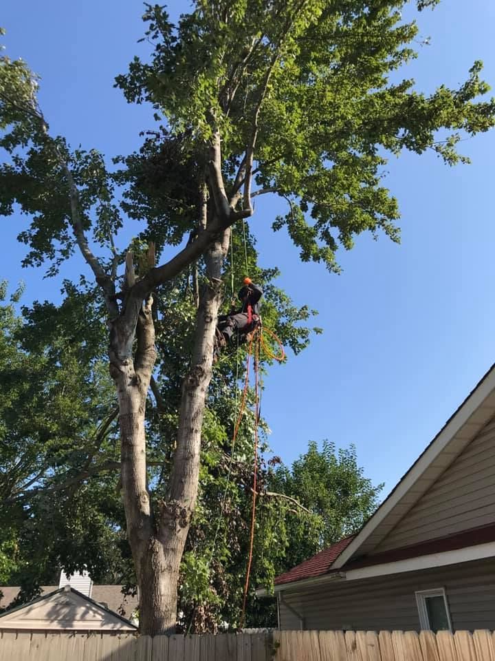 Tree Removal - Grateful Tree Service LLC