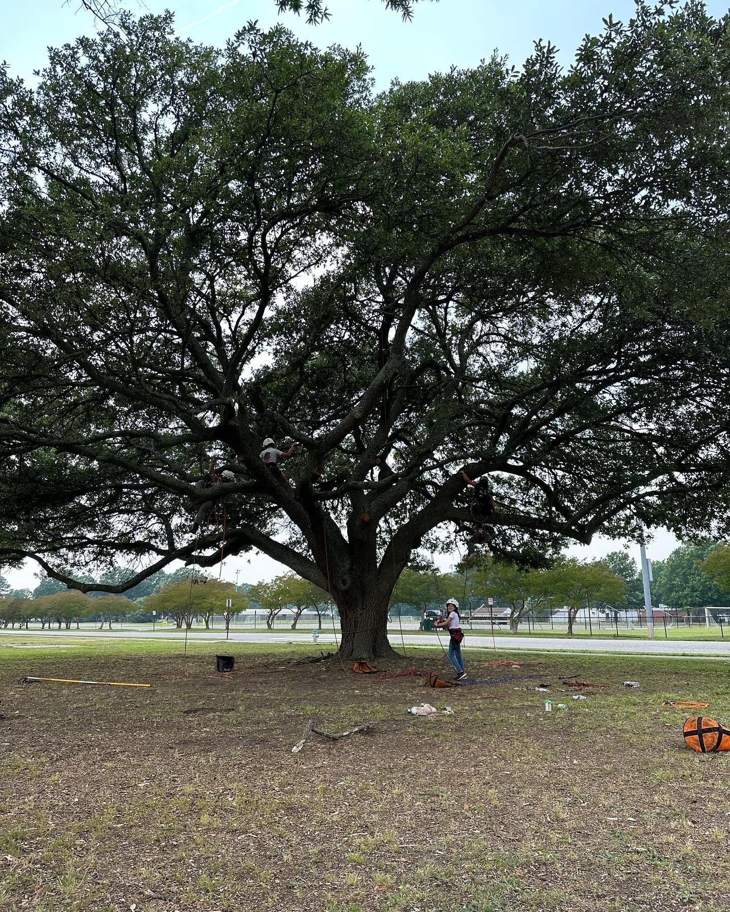 Tree Maintenance Services - Grateful Tree Service LLC