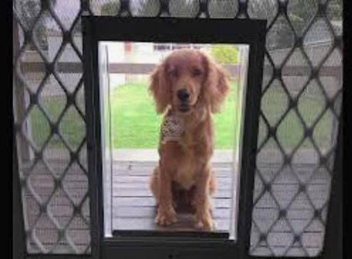 Dog Looking Through the Pet Door — Pet Doors in Dubbo, NSW