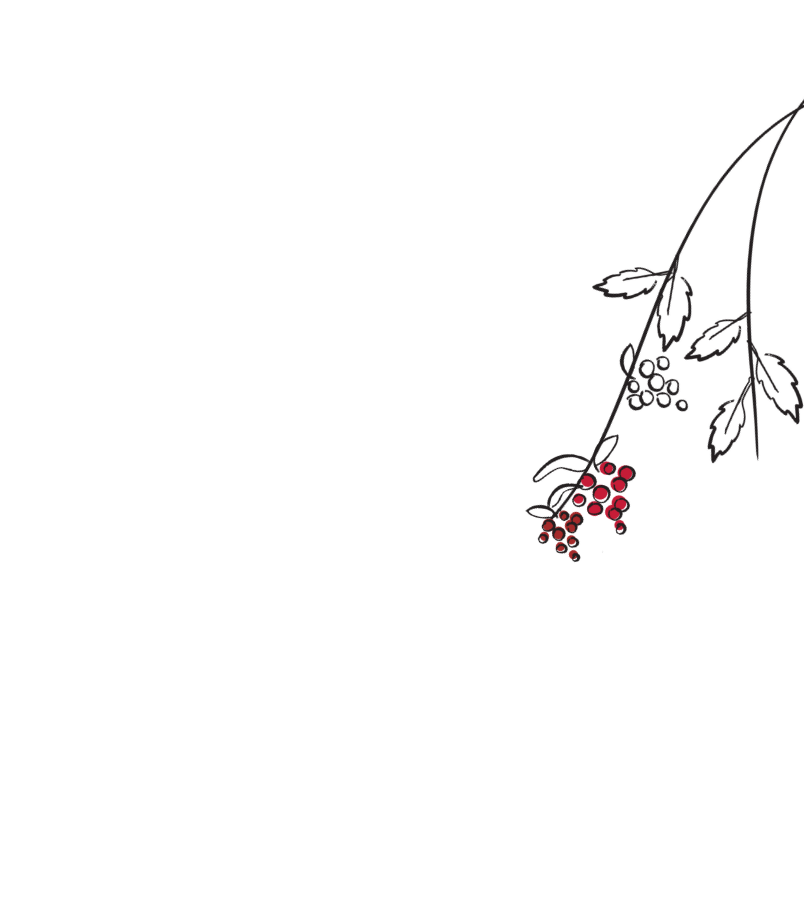 Minimal floral illustration of a delicate branch with red berries and leaves on a white background