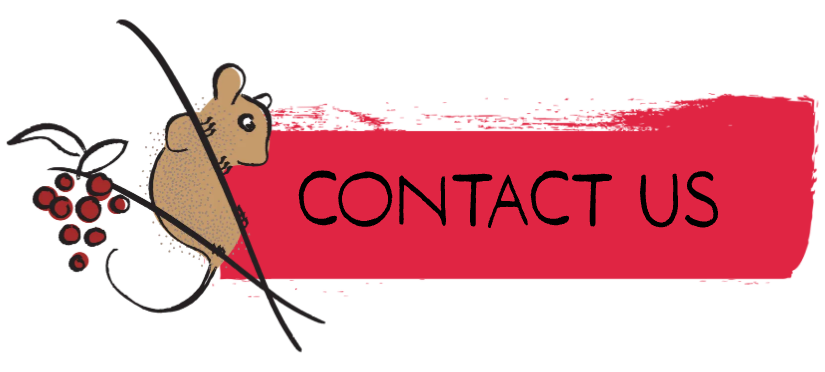 Red brushstroke banner with “CONTACT US” text and a small cartoon bird holding berries on the left