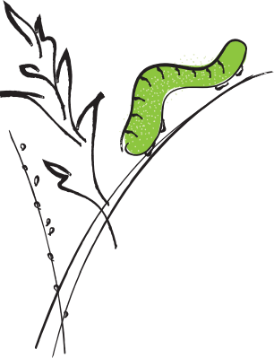 Green caterpillar on a black-and-white leaf drawing with a few small insects.
