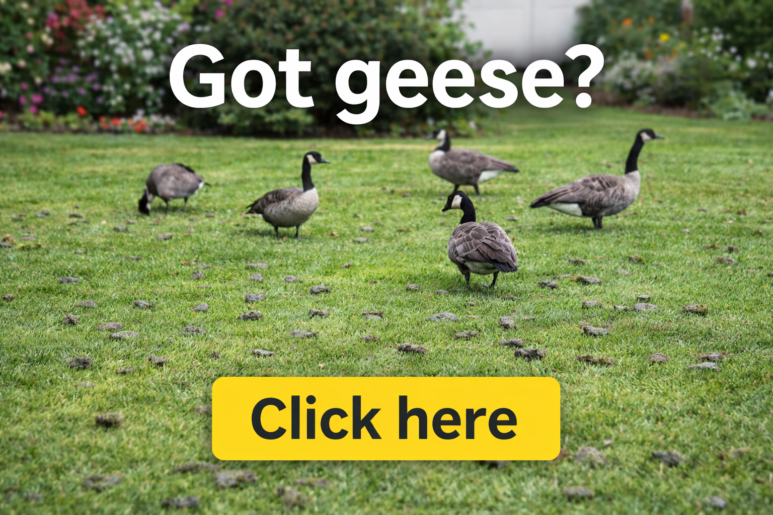 Five Canada geese on a grassy lawn covered in droppings, with the text 
