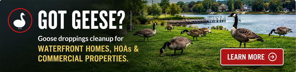 Promotional banner reading “Got Geese?” with geese in a park and a red “Learn More” button