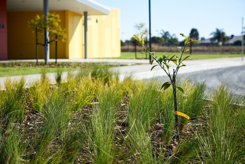 A Small, Thin Tree Planted in a Garden Bed of Tall Green Grass — Quarrell Civil Construction In Congupna, VIC